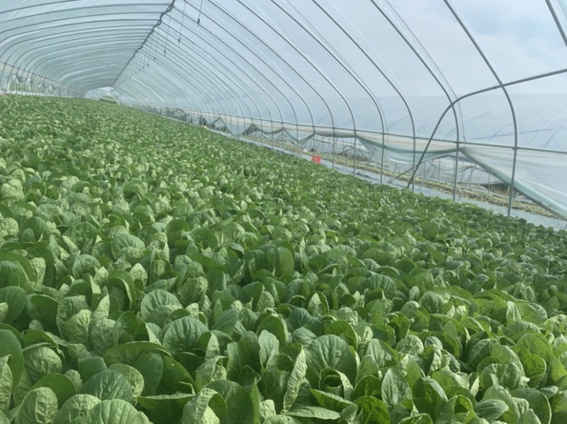 精品大棚毛白菜上海青，基地纯一手低价供应