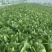 精品大棚毛白菜上海青，基地纯一手低价供应