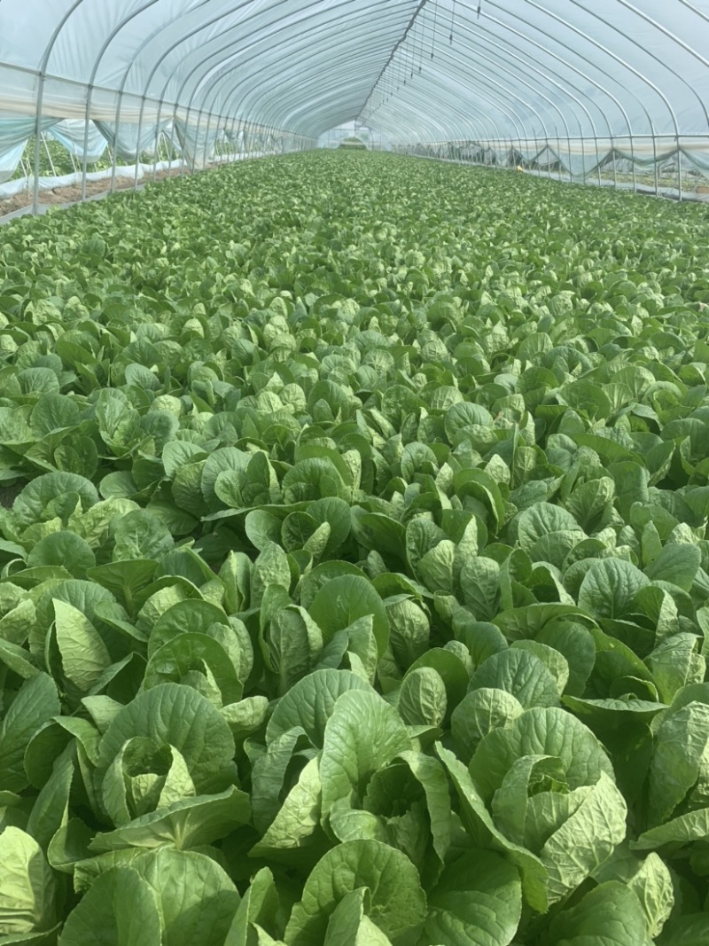 精品大棚毛白菜上海青，基地纯一手低价供应
