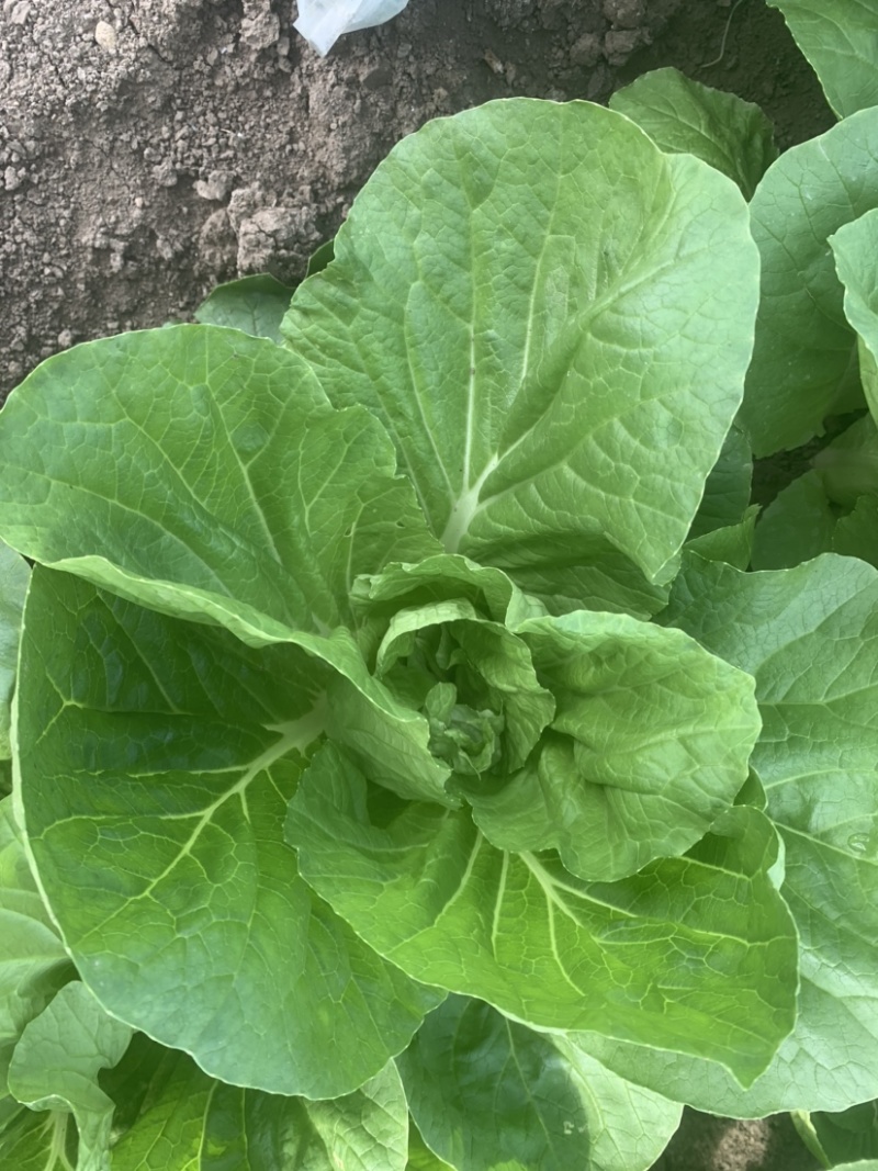 精品大棚毛白菜上海青，基地纯一手低价供应