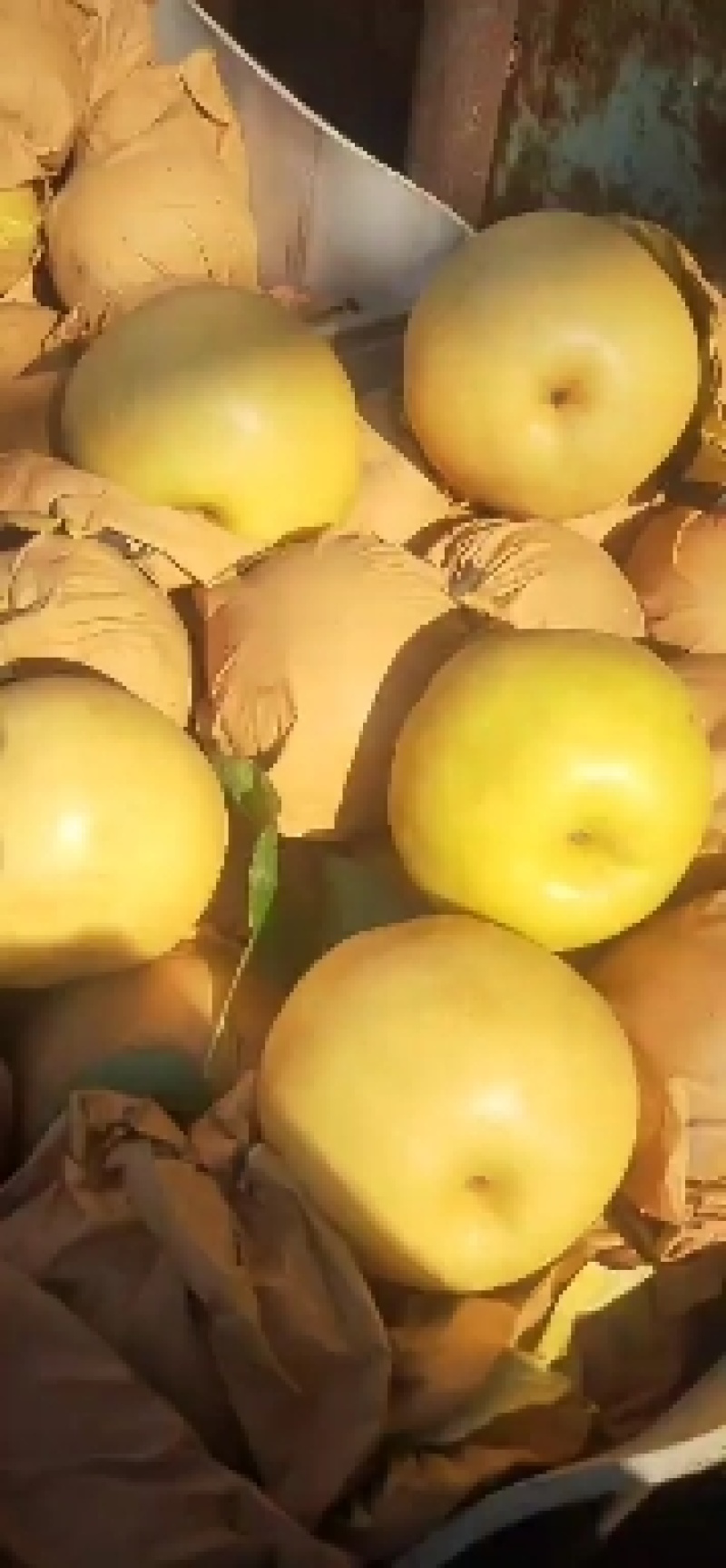 圆黄梨