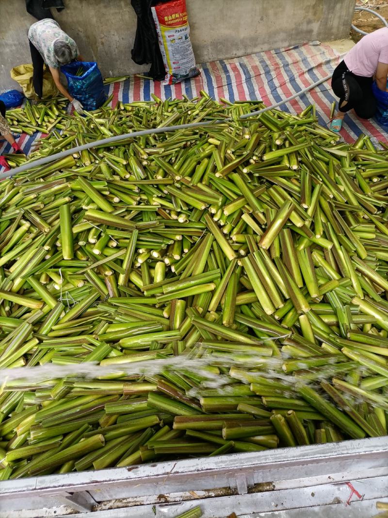 大别山单季茭白