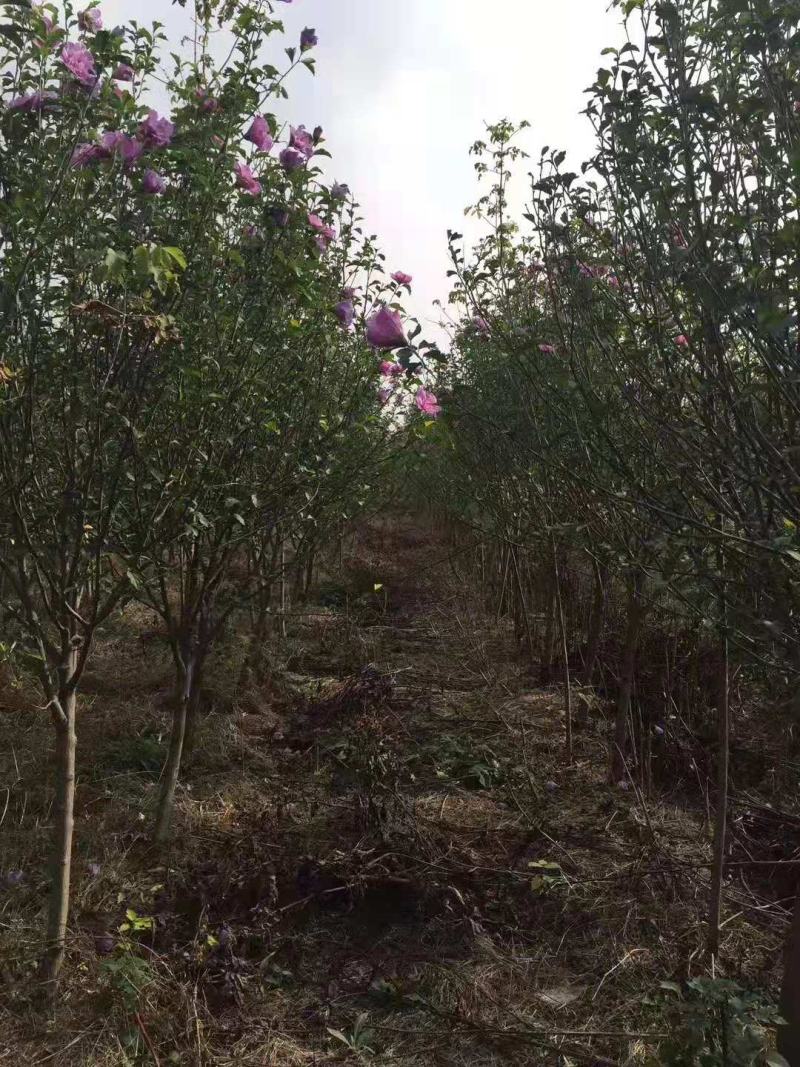 木槿/绿化苗木/乔灌木/木槿树苗/木槿林木/林木绿化