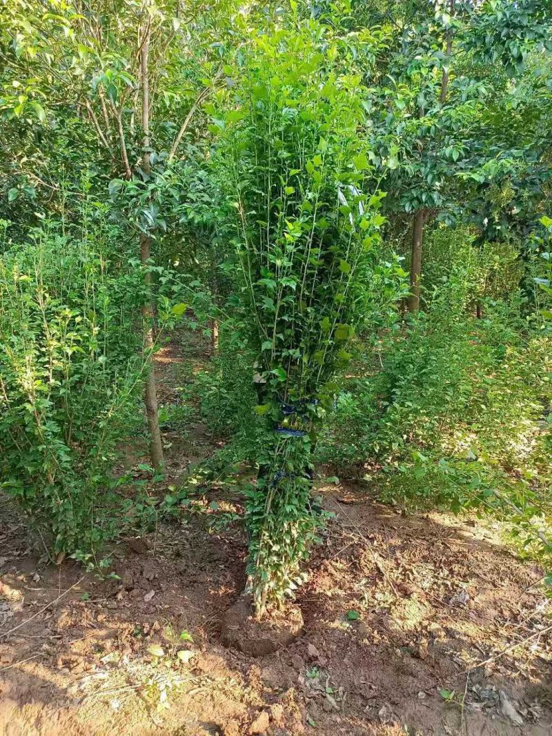 木槿/绿化苗木/乔灌木/木槿树苗/木槿林木/林木绿化