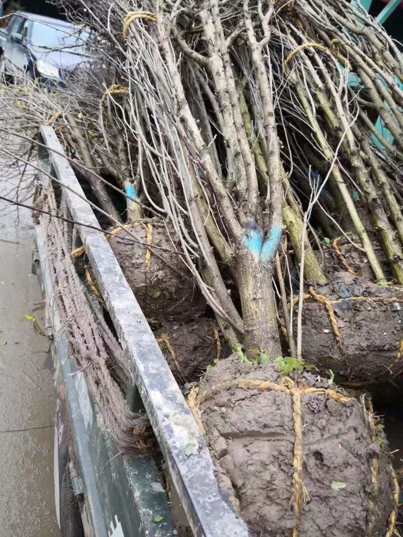 木槿/绿化苗木/乔灌木/木槿树苗/木槿林木/林木绿化