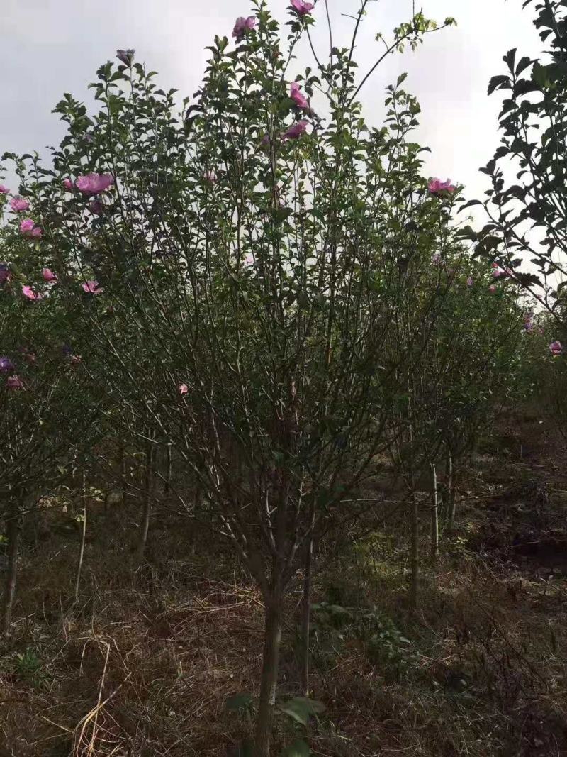 木槿/绿化苗木/乔灌木/木槿绿化/木槿树苗/木槿林木