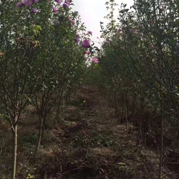 木槿/绿化苗木/乔灌木/木槿绿化/木槿树苗/木槿林木