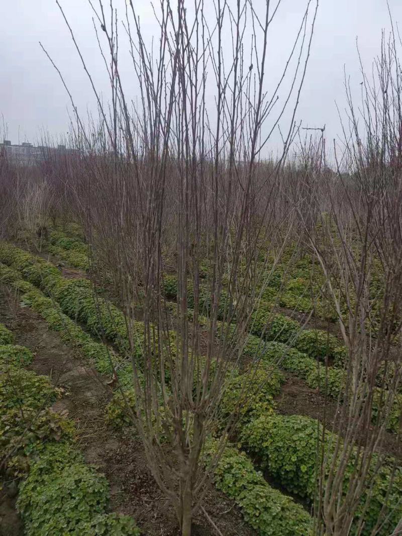 木槿/绿化苗木/乔灌木/木槿绿化/木槿树苗/木槿林木