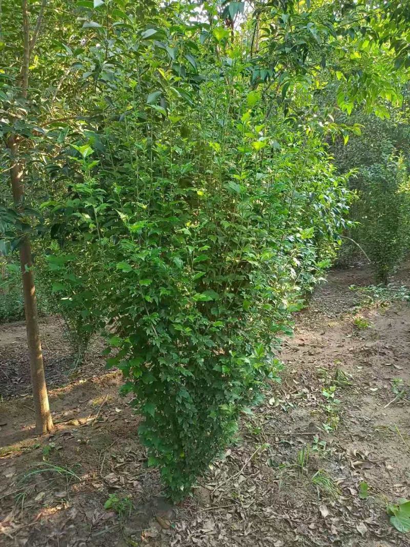 木槿/绿化苗木/乔灌木/木槿绿化/木槿树苗/木槿林木