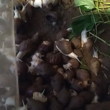 白玉蜗牛种苗，急需用钱，转让