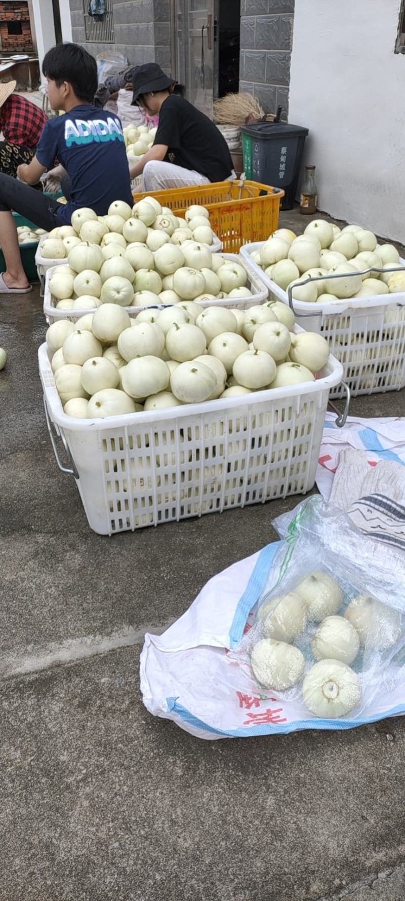 湖北美浓甜瓜产地直供脆甜多汁欢迎采购