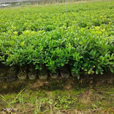 海桐球/绿化苗木/乔灌木/海桐林木/海桐树/绿化植物
