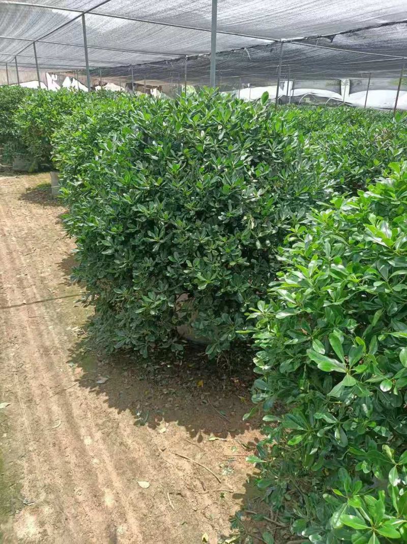 海桐球/绿化苗木/乔灌木/海桐林木/海桐树/绿化植物