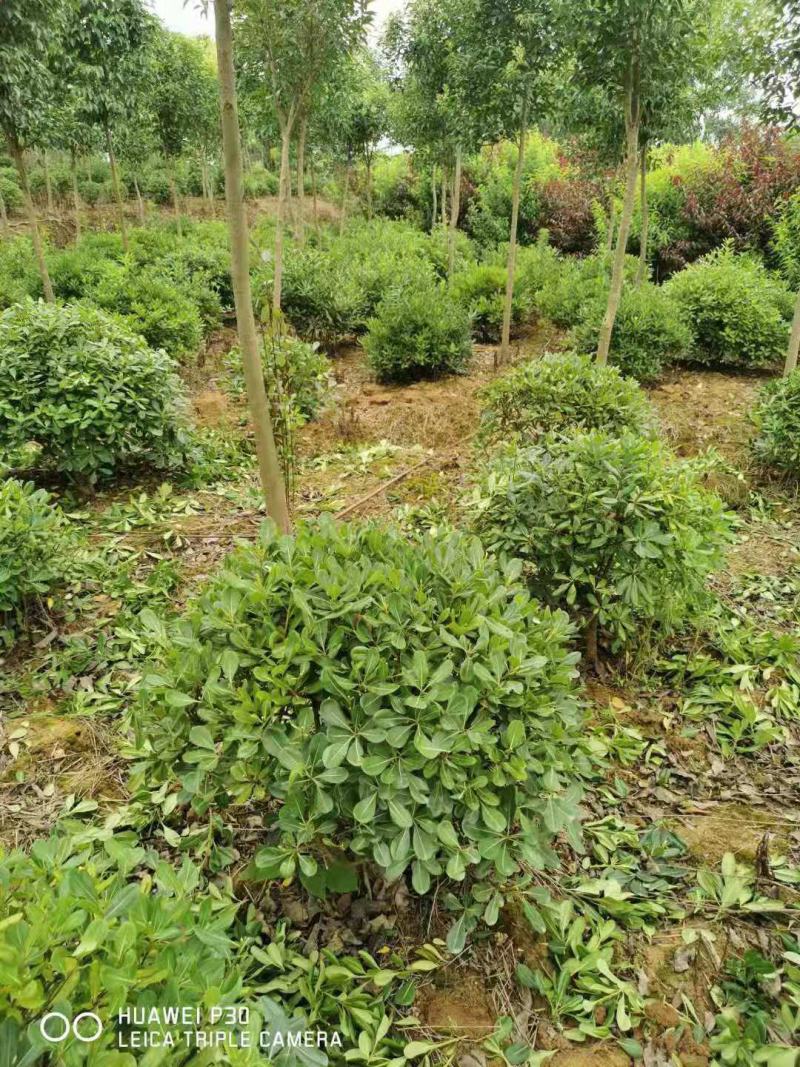 海桐球/绿化苗木/乔灌木/海桐林木/海桐树/绿化植物