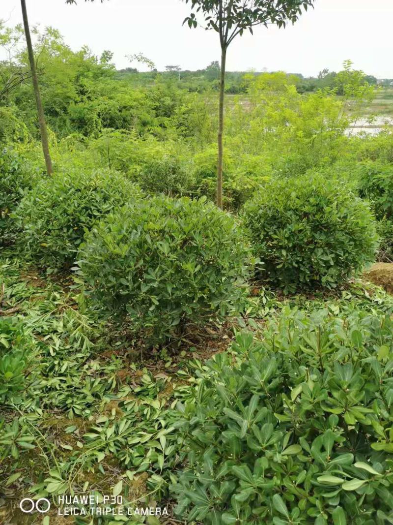海桐球/绿化苗木/乔灌木/海桐林木/海桐树/绿化植物