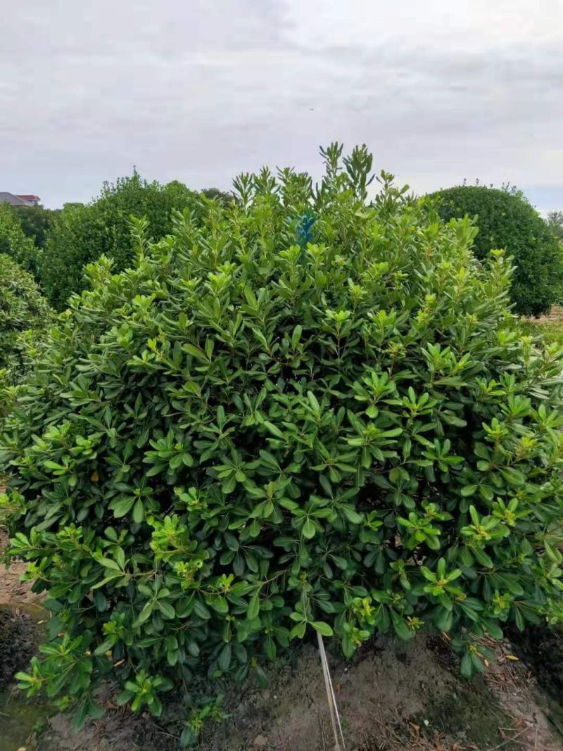 海桐球/绿化苗木/乔灌木/海桐林木/海桐树/绿化植物