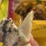 肉姜