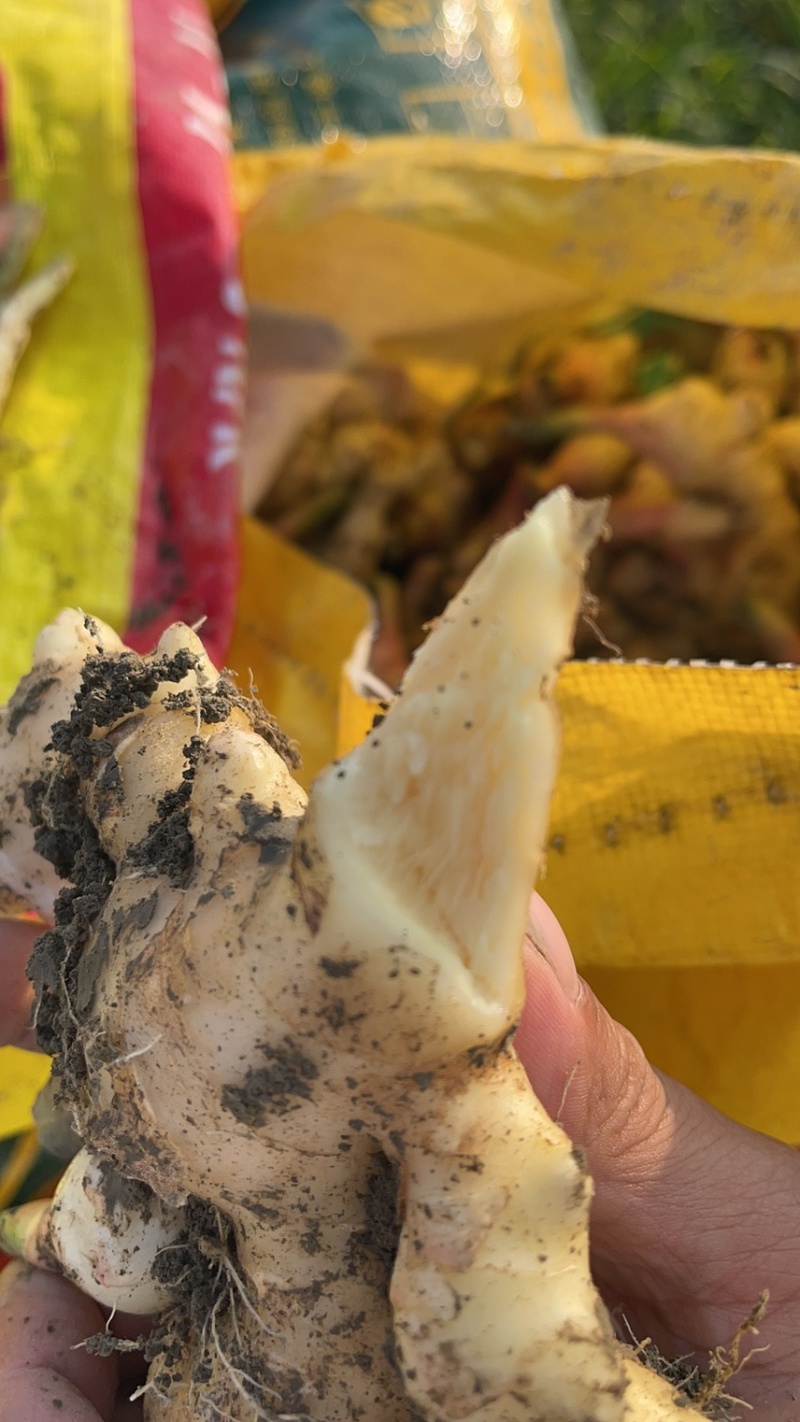肉姜