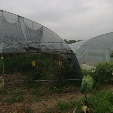 蔬菜大棚出租