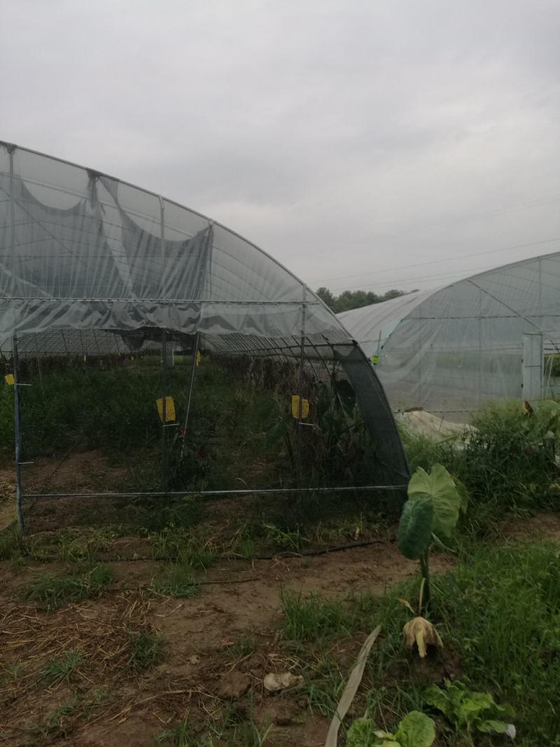 蔬菜大棚出租