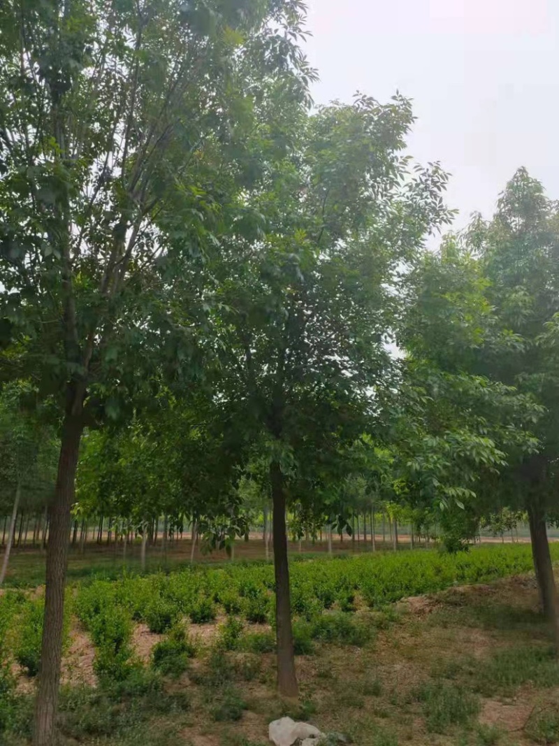 老白腊速生白蜡13公分，15公分，18公分