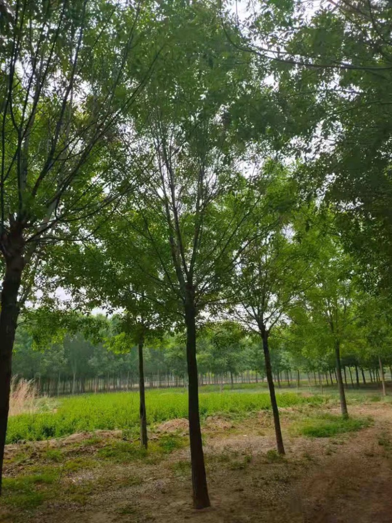 老白腊速生白蜡13公分，15公分，18公分
