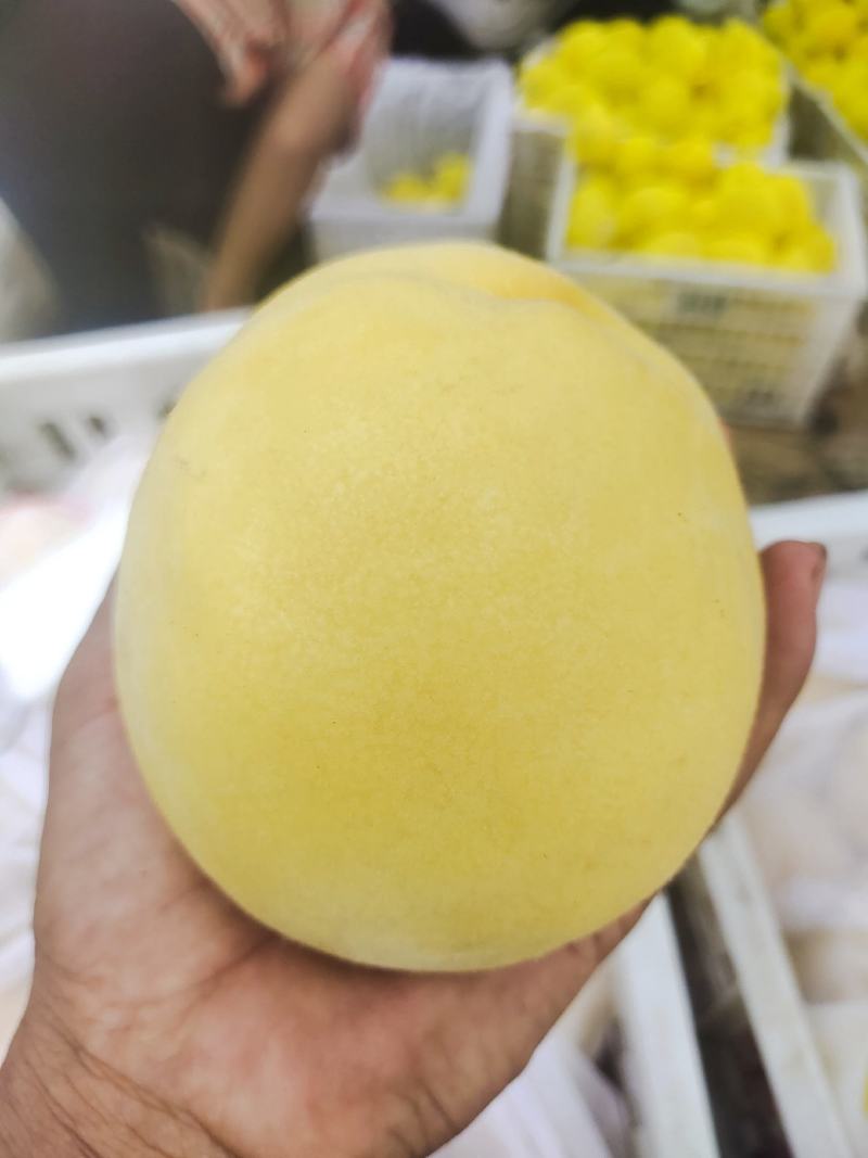 锦绣黄桃毛桃产地直发品质保证全国发货欢迎来电咨询