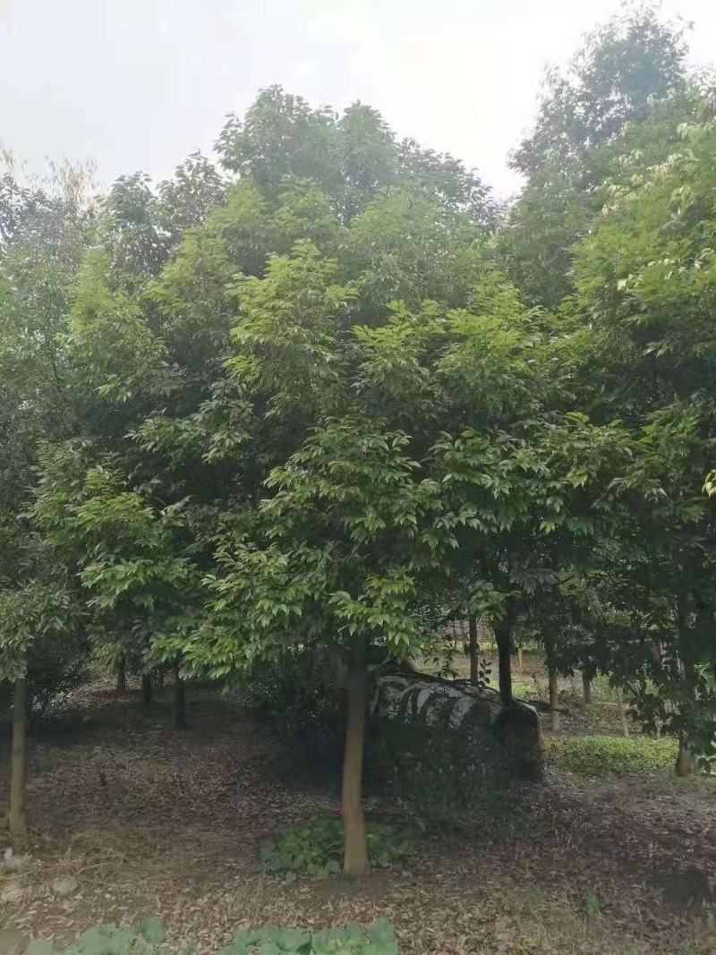 猴樟/猴樟树苗/猴樟种苗/苗木种苗/樟树苗/绿化苗木