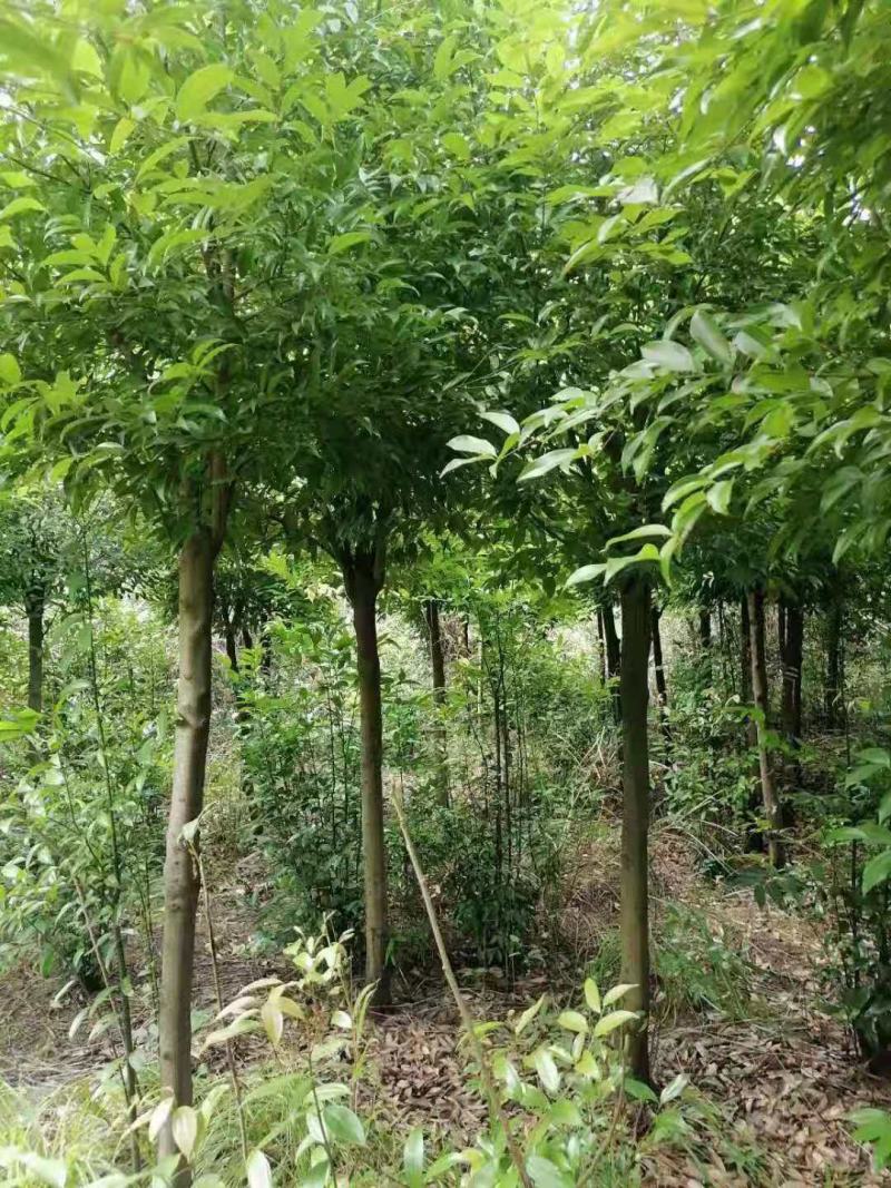 猴樟/猴樟树苗/猴樟种苗/苗木种苗/樟树苗/绿化苗木