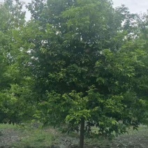 猴樟/猴樟树苗/猴樟种苗/苗木种苗/樟树苗/绿化苗木