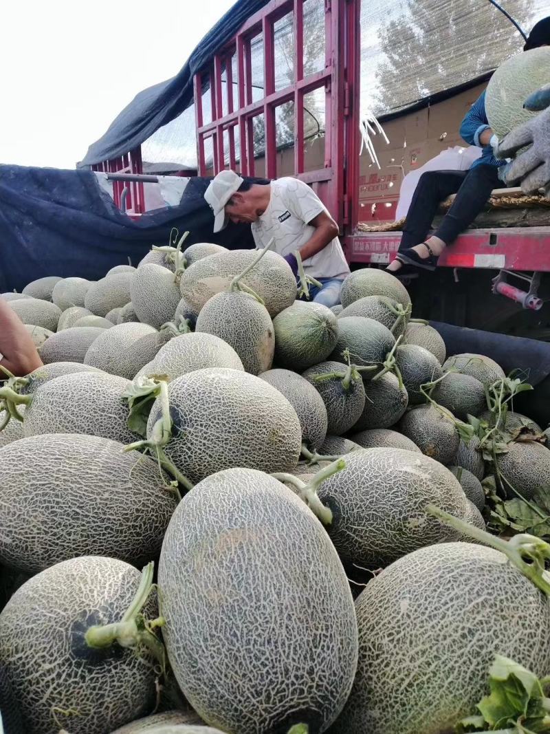 小蜜25号上市啦！价格优惠！质量好！