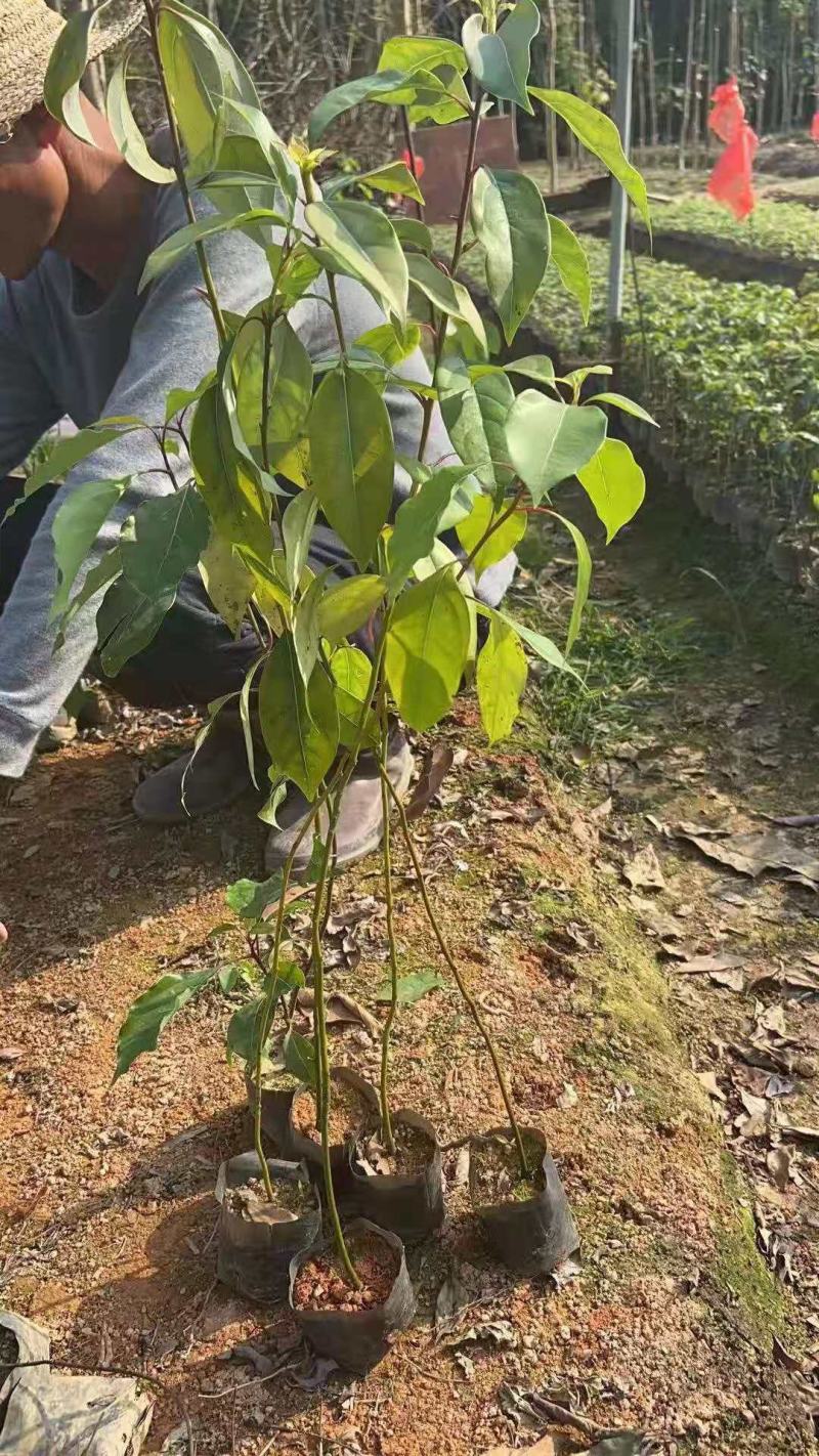 猴樟/猴樟树苗/种苗/苗木种苗/樟树苗/原生态树苗/林木