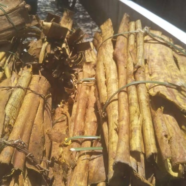 黄柏皮大量批发需要的老板联系