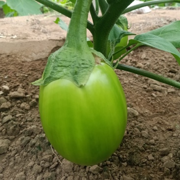 青茄子