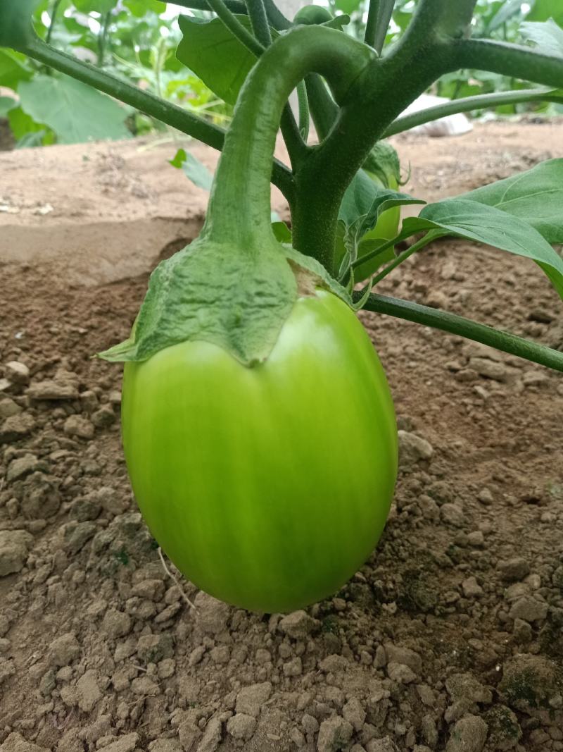 青茄子