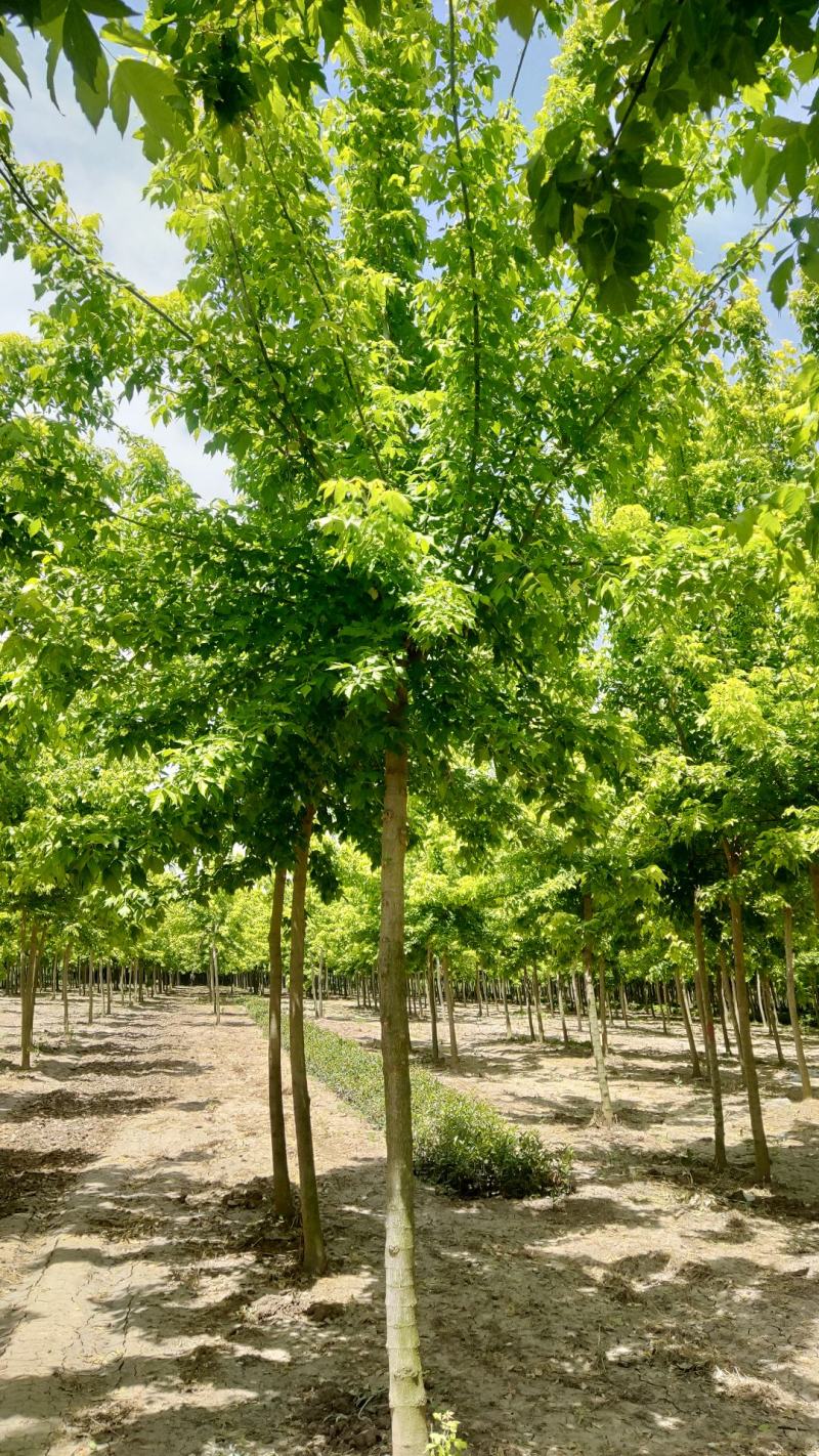大量供应金叶复叶槭5---15公分