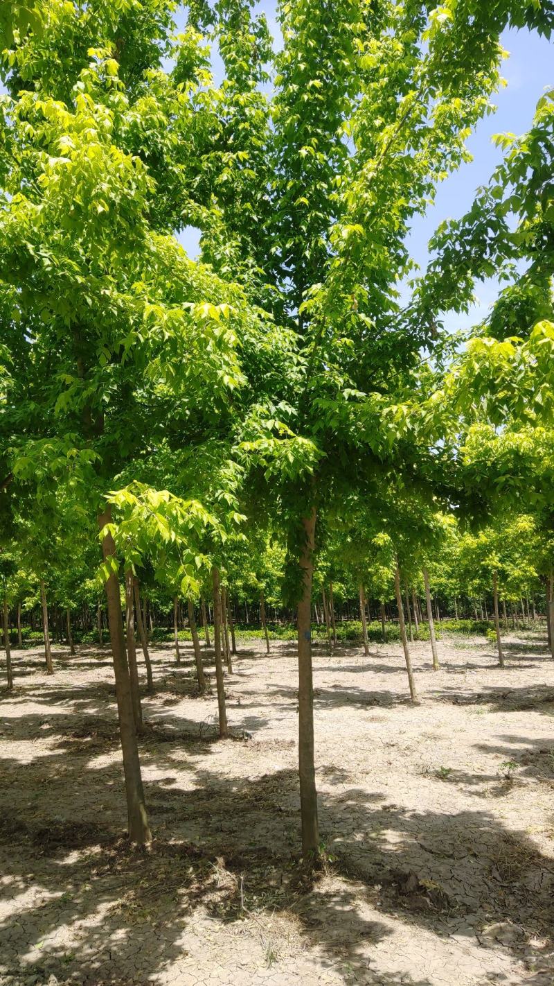 大量供应金叶复叶槭5---15公分