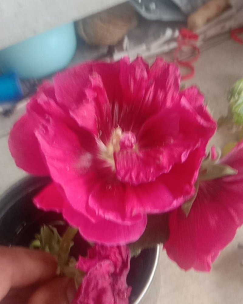 蜀癸籽，杆杖花，一杆红。