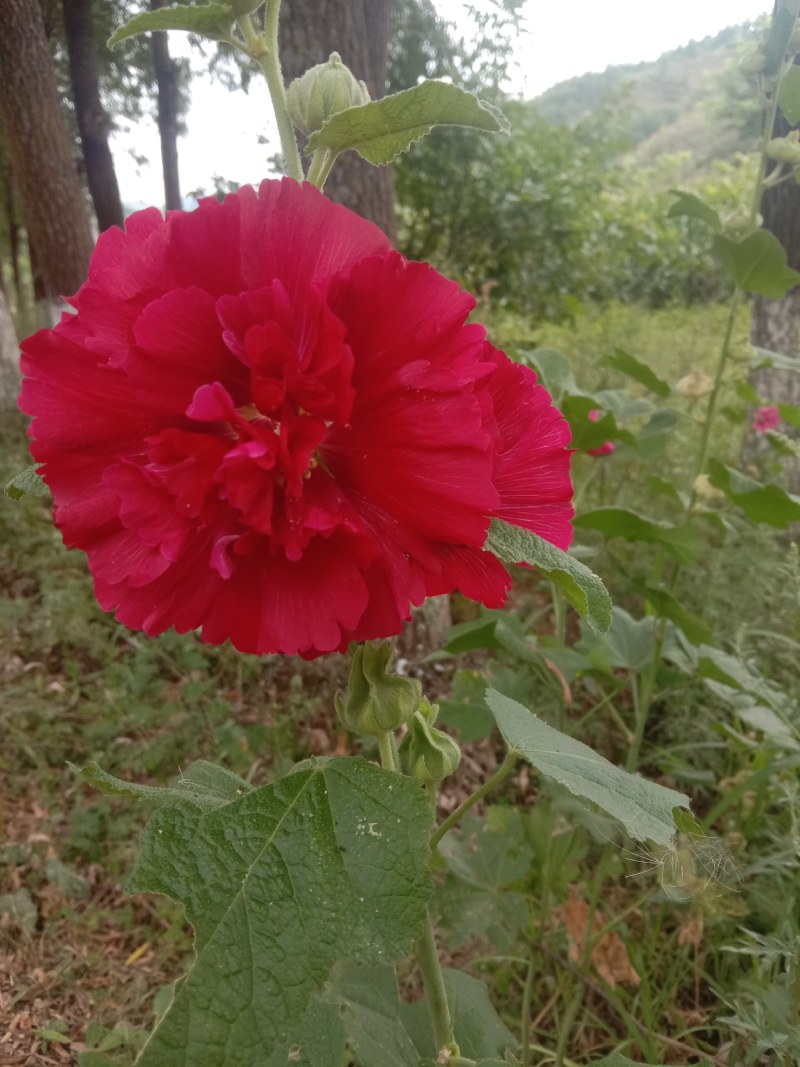 蜀癸籽，杆杖花，一杆红。