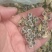 蜀癸籽，杆杖花，一杆红。