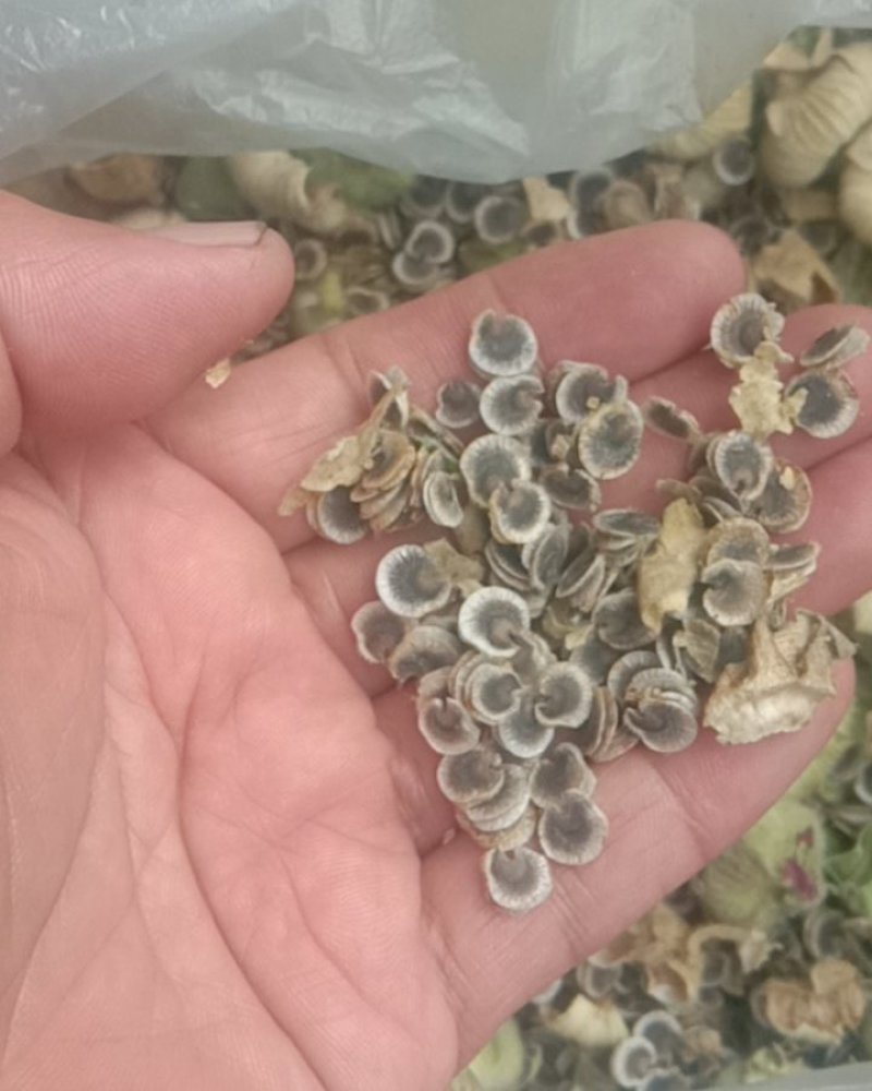 蜀癸籽，杆杖花，一杆红。