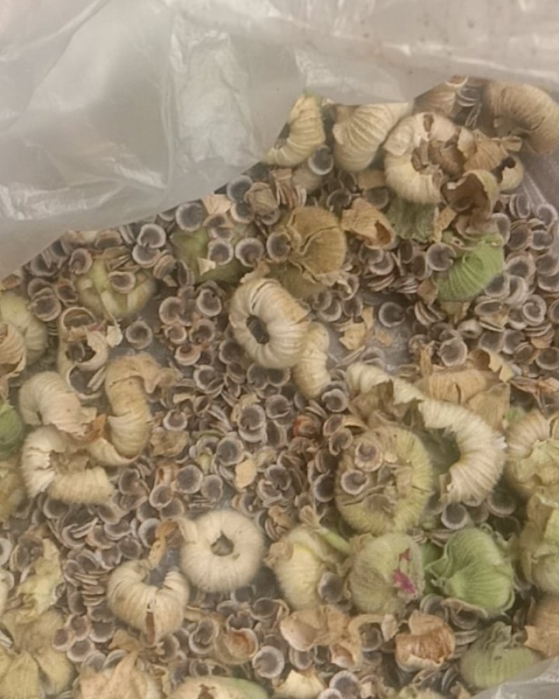 蜀癸籽，杆杖花，一杆红。