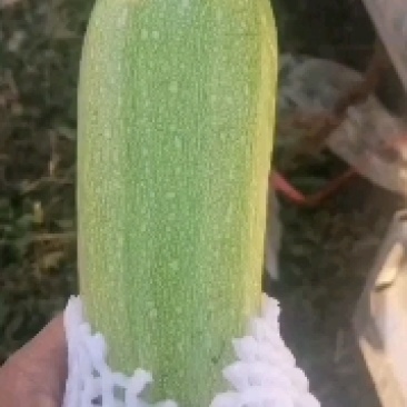 西葫芦