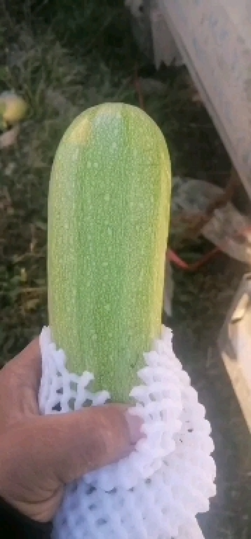 西葫芦
