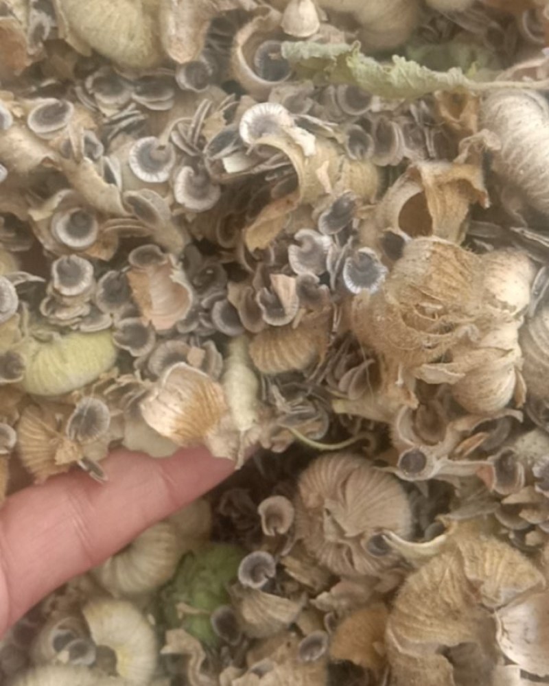 蜀癸籽，杆杖花，一杆红。