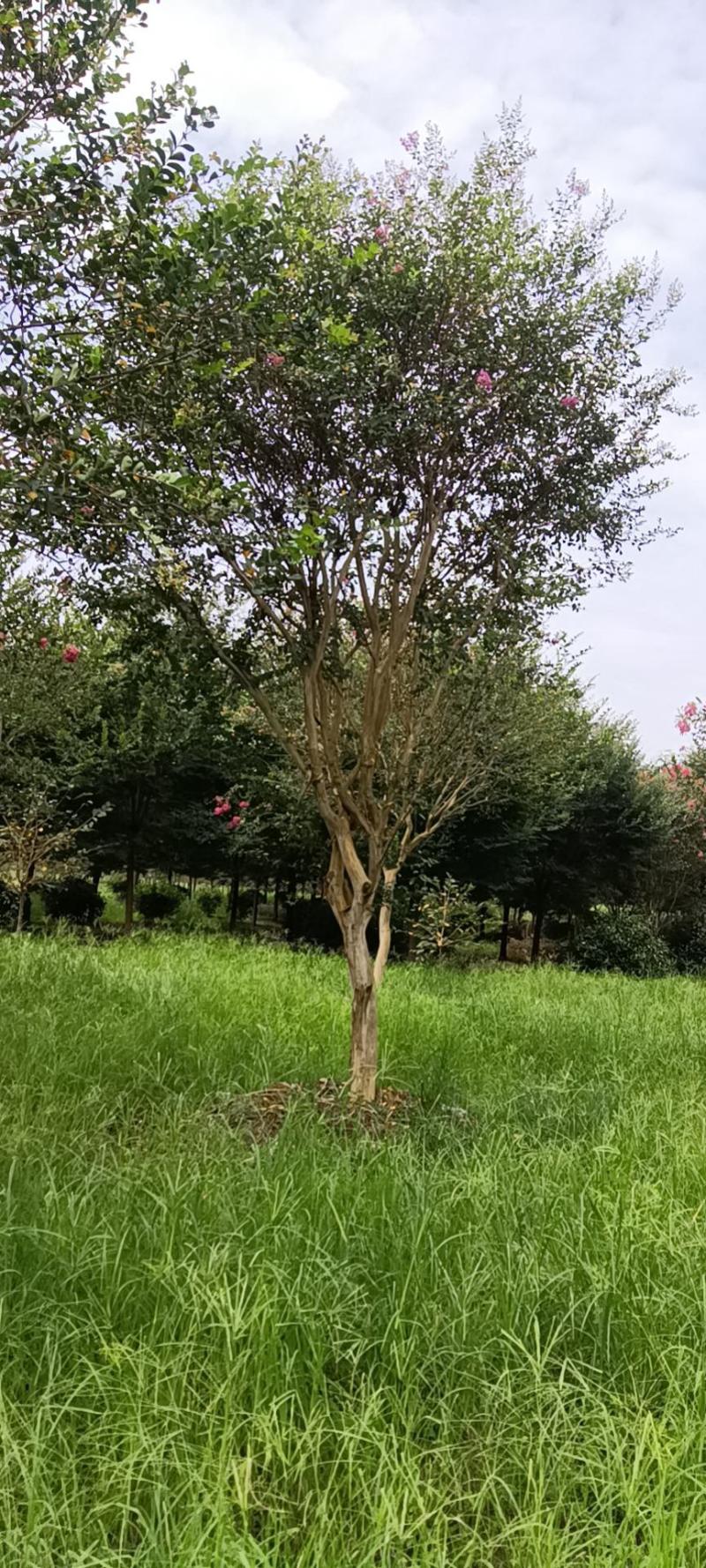 原生紫薇速生紫薇高分枝低分枝规格齐全欢迎选购