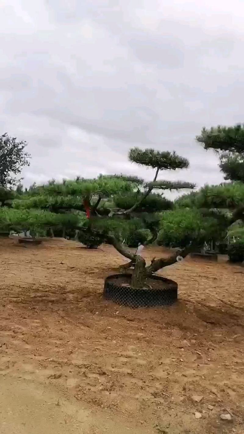 泰安精品造型景观树量大价低