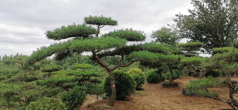 泰安精品造型景观树量大价低