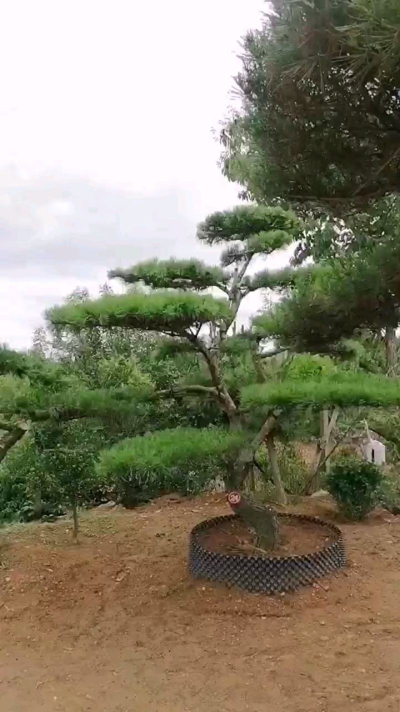 泰安精品造型景观树量大价低