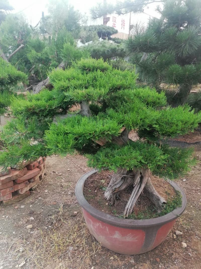 泰安精品造型景观树量大价低